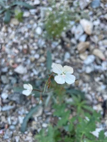 Canyon Clarkia