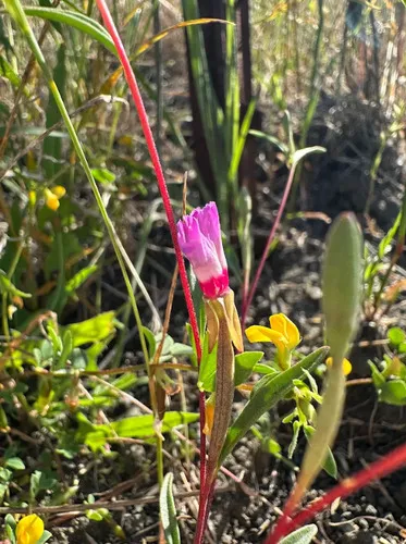 Presidio Clarkia — photo by stentr