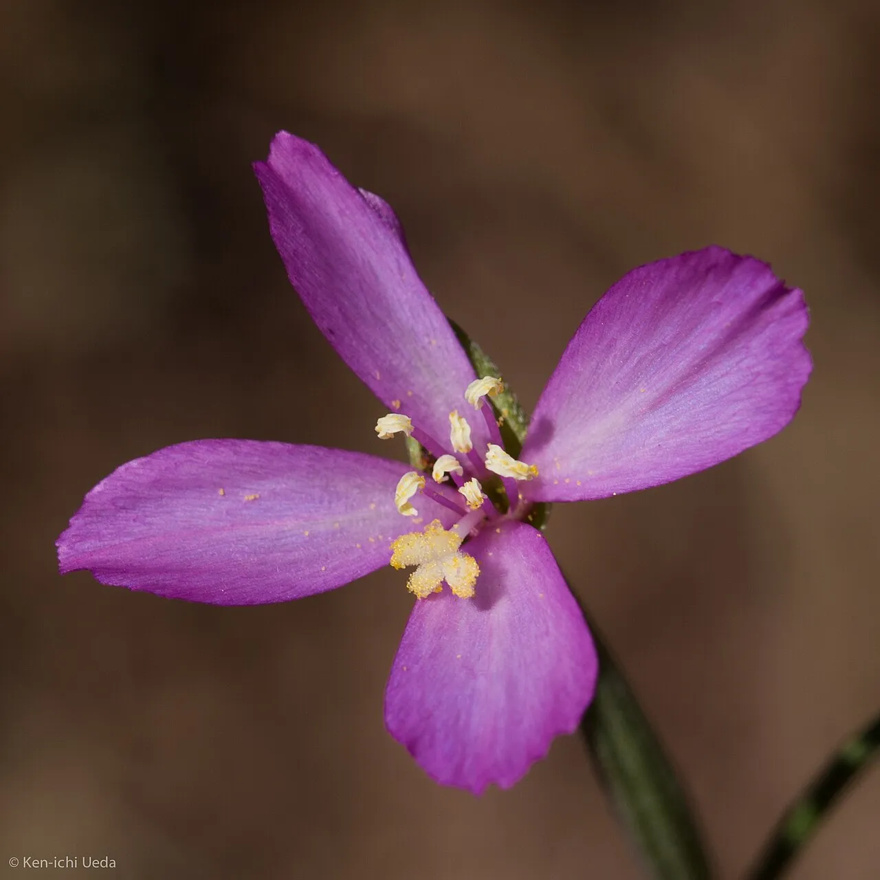 Slender Clarkia (subsp. gracilis) — photo by Ken-ichi Ueda