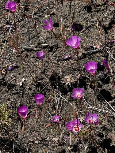 Slender Clarkia — photo by Sarah Reid