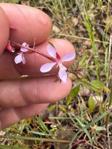 Mountain Clarkia — photo by schaeferross82