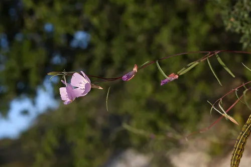 Jolon Clarkia — photo by Trevor Van Loon