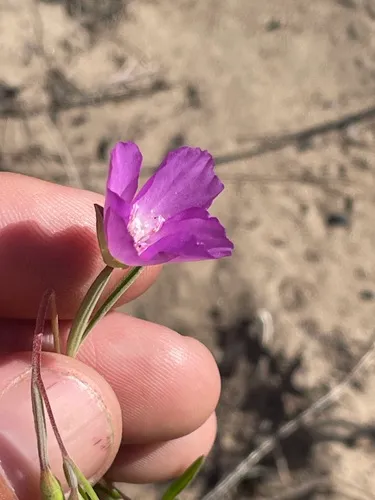 Mt. Lassen Clarkia — photo by jrmorris