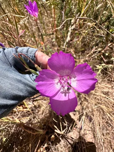 Lewis' Clarkia — photo by Leah Gardner