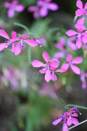 Merced Clarkia — photo by Adam Dibley