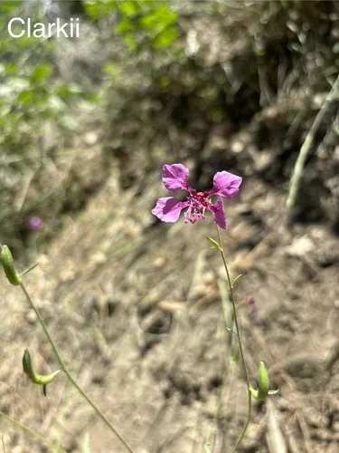 Mildred's Clarkia — photo by alex3haase