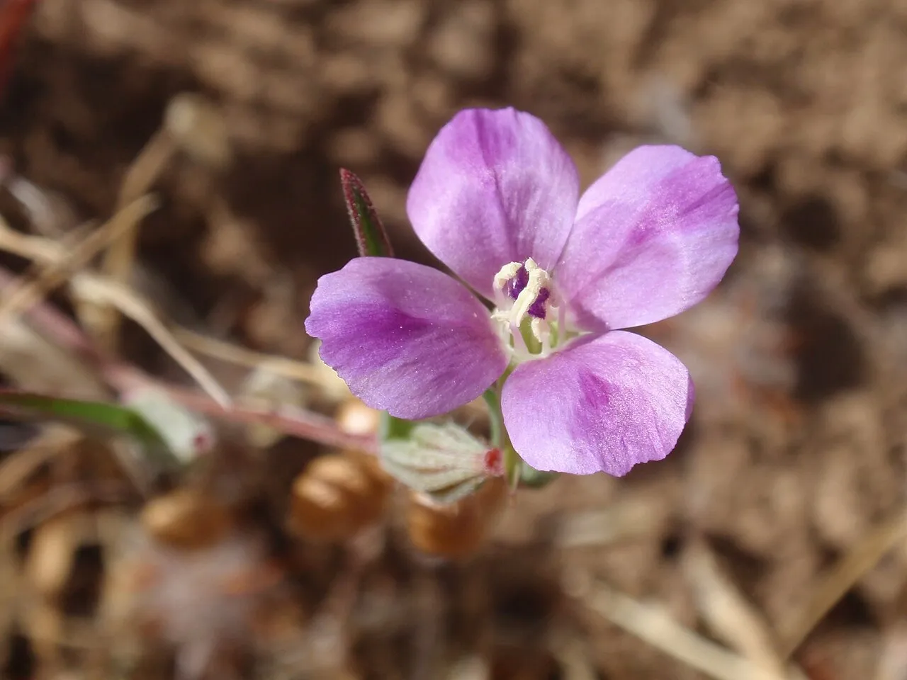 Winecup Clarkia (subsp. quadrivulnera) — photo by Tom Hilton