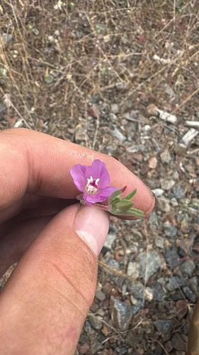 Winecup Clarkia (subsp. viminea) — photo by Coleman Evans