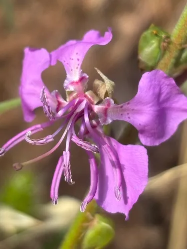 Diamond Clarkia