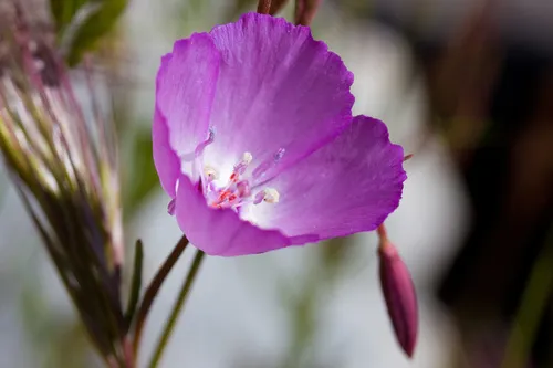 Beaked Clarkia