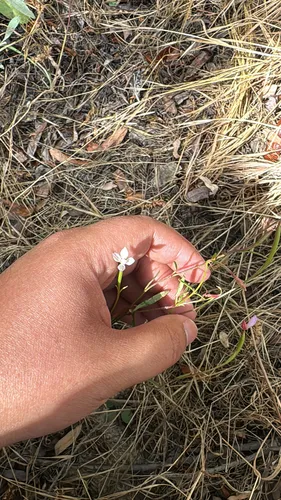 Ramona Clarkia — photo by Alexis Jimenez