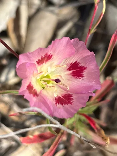 Redspot Clarkia (subsp. polyantha) — photo by bryceking