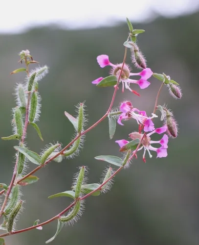 Springville Clarkia — photo by Morgan Stickrod