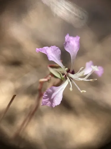 Vasek's Clarkia (subsp. calientensis) — photo by Collin Gross