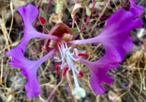 Elegant Clarkia — photo by Chuck Wilson