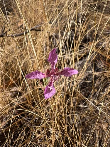 Sierra Clarkia — photo by Claudia