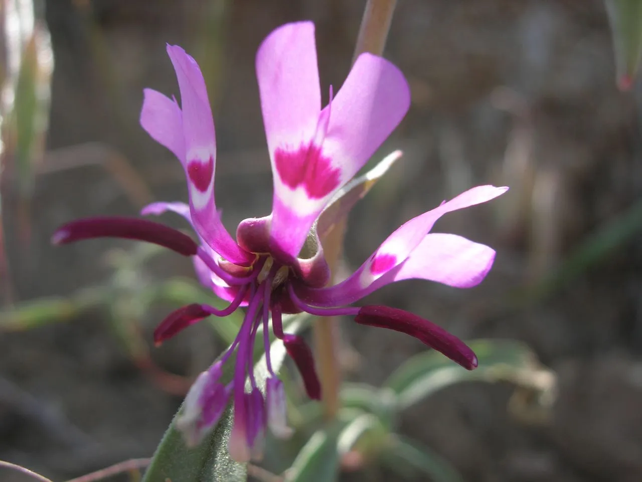 Gunsight Clarkia — photo by Joe Decruyenaere