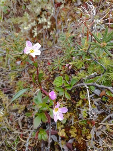 Arctic Springbeauty