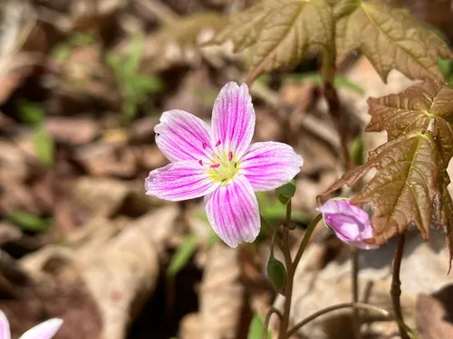 Carolina Springbeauty