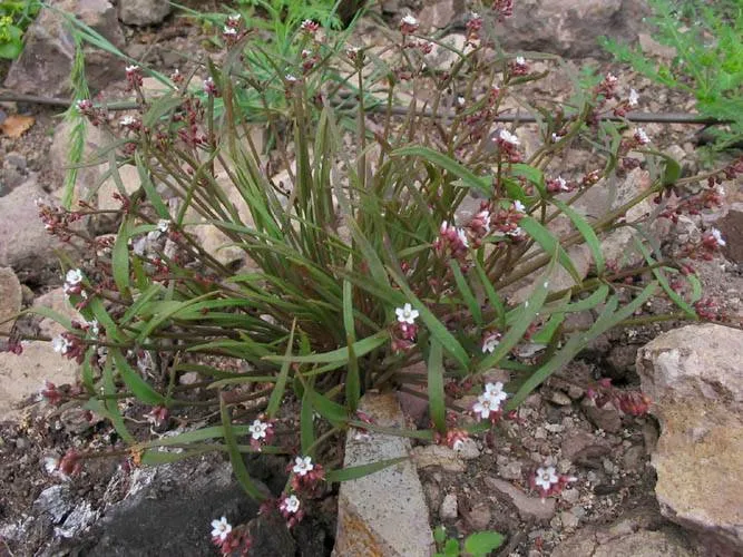 Serpentine Springbeauty — photo by Unknown author Unknown author