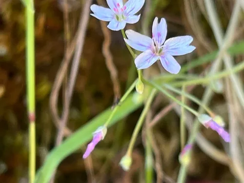 Gypsum Springbeauty — photo by dircasandderelicts