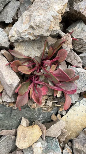 Alpine Springbeauty