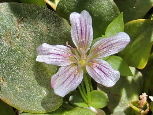 Sierra Springbeauty — photo by Bob Sweatt