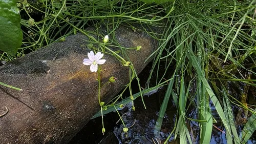 Jonesville Springbeauty — photo by Chris Winchell
