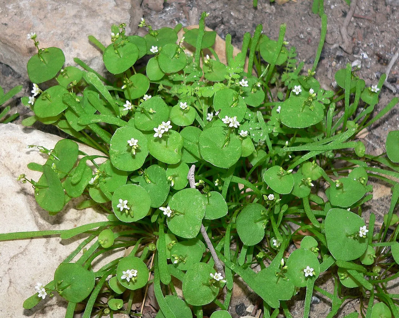 Streambank Springbeauty (subsp. utahensis) — photo by Stan Shebs