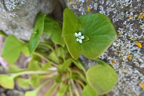 Miner's Lettuce — photo by Kai-Philipp Schablewski