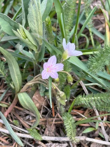 Western Springbeauty — photo by Marissa Bruno