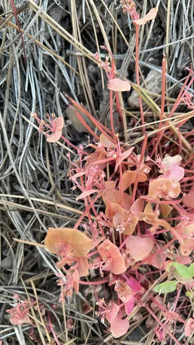 Redstem Springbeauty — photo by ecokt
