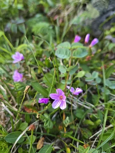 Alaska Springbeauty