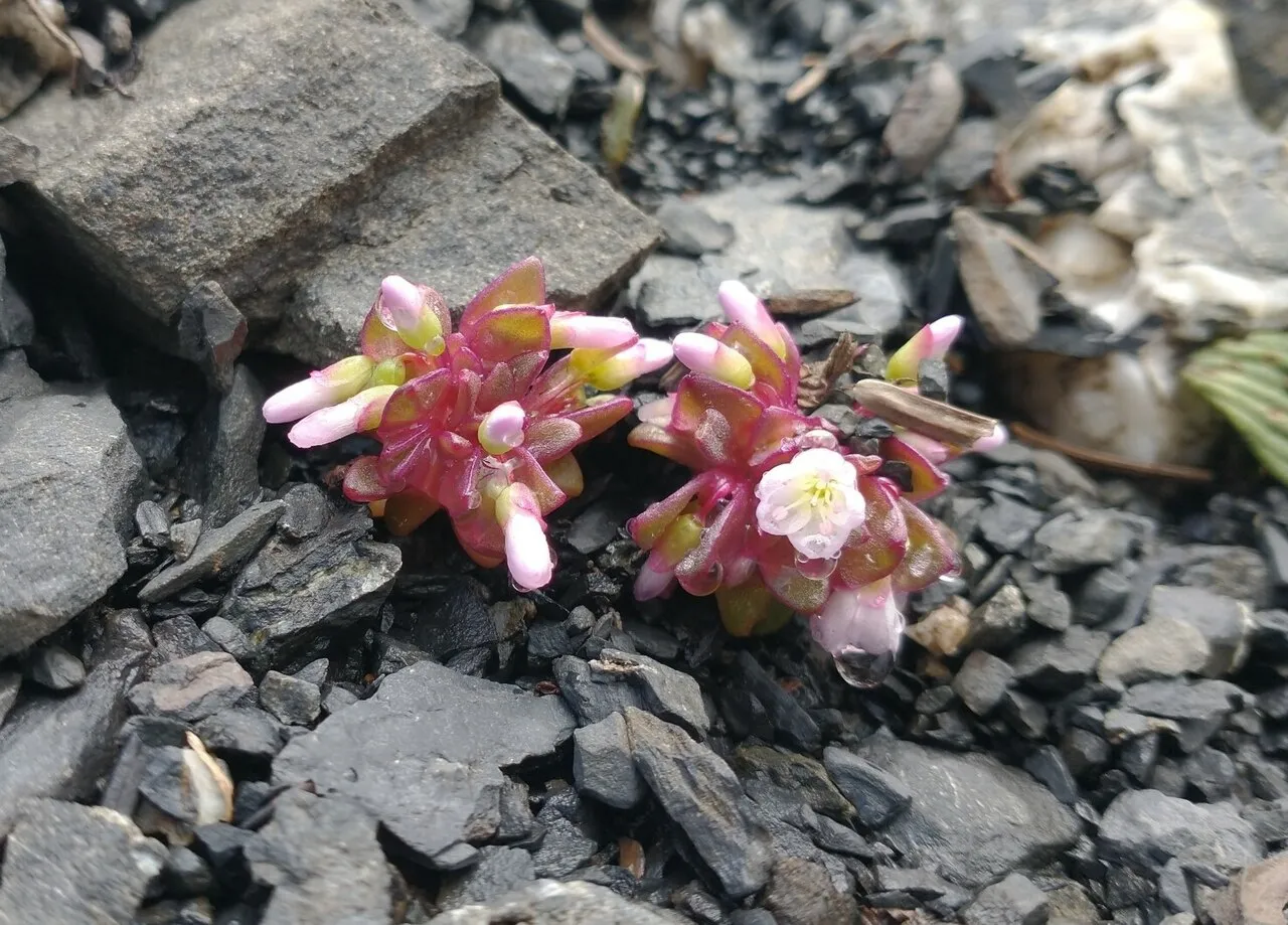 Brandegee's Springbeauty