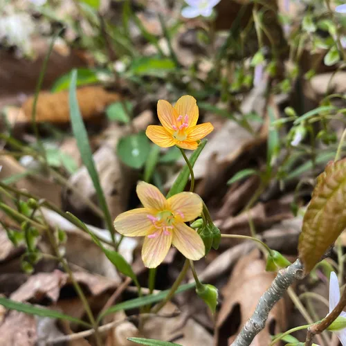 Virginia Springbeauty