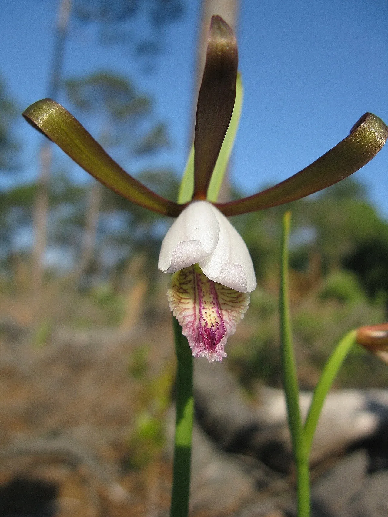 Rosebud Orchid