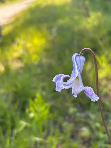 Pine Hyacinth (var. latiuscula) — photo by kekebird56