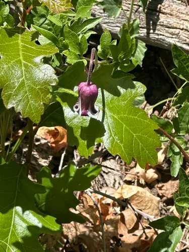 Bigelow's Leather Flower