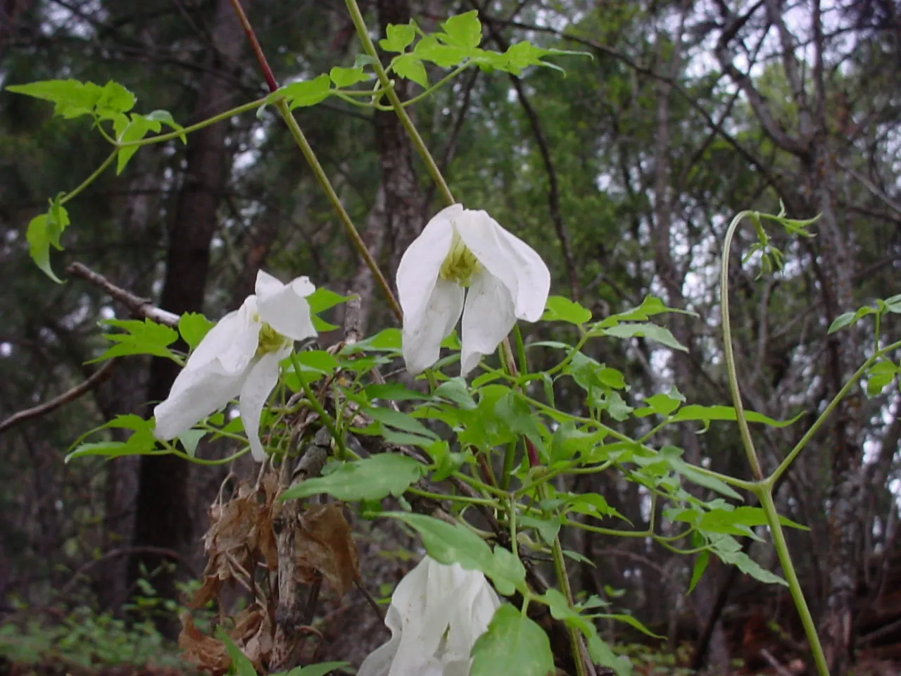 Rock Clematis (var. columbiana) — photo by Western New Mexico University Department of Natural Sciences and the Dale A.…