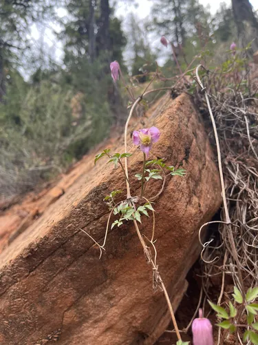 Rock Clematis — photo by Jordan Nikkel