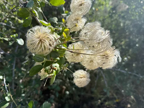 Pipestem Clematis — photo by hotel_calochortus