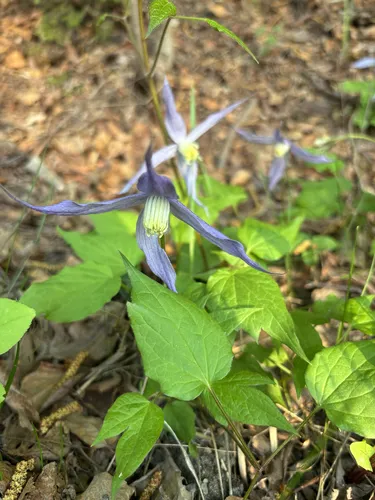Western Blue Virginsbower — photo by l_milo