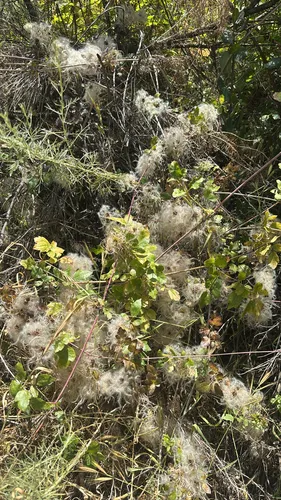 Ropevine Clematis — photo by mackenziewright