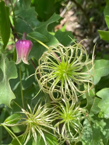 Netleaf Leather Flower — photo by Karen Burns Ball