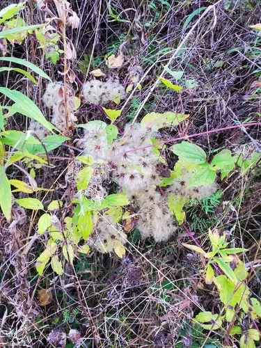 Devil's Darning Needles