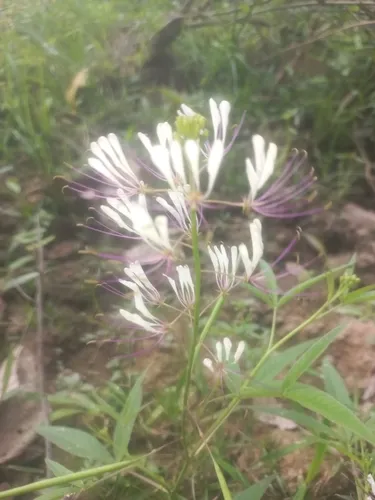 Prickly Spiderflower
