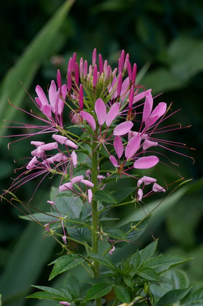 Pink Queen