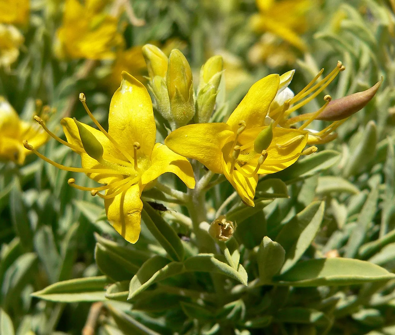 Bladderpod Spiderflower