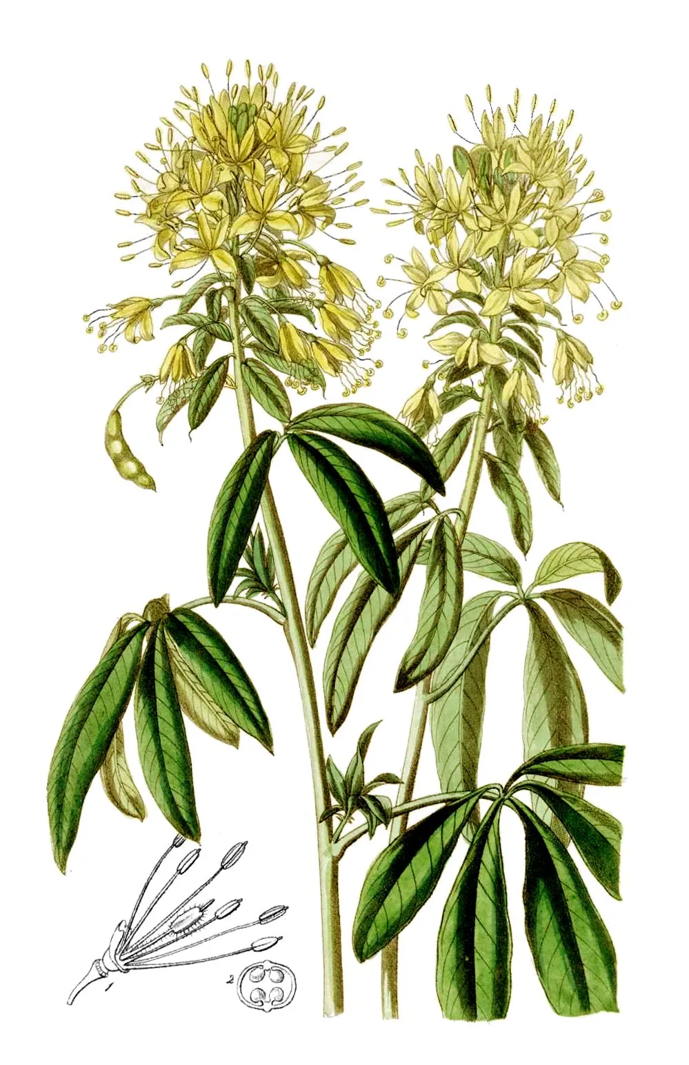 Jones Spiderflower (var. jonesii) — photo by William Curtis