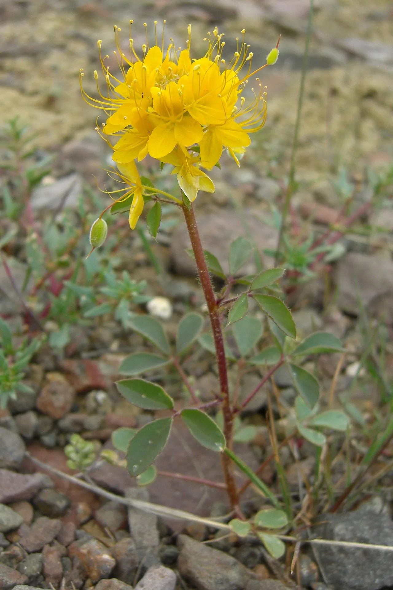 Golden Spiderflower